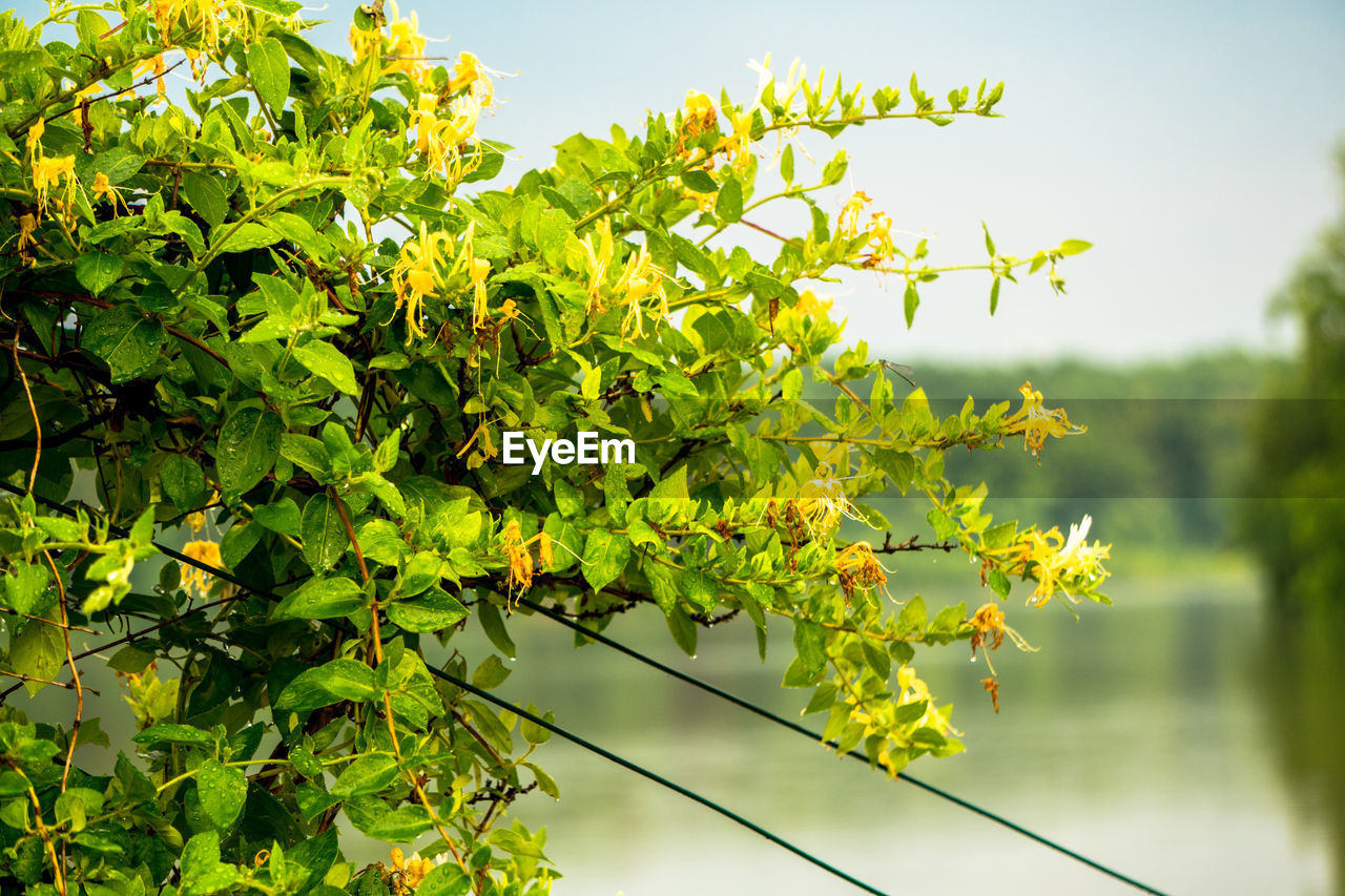 CLOSE-UP OF PLANTS AGAINST SKY