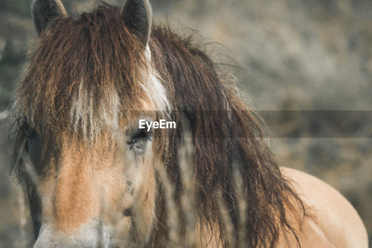 CLOSE-UP PORTRAIT OF A HORSE IN A A BLURRED