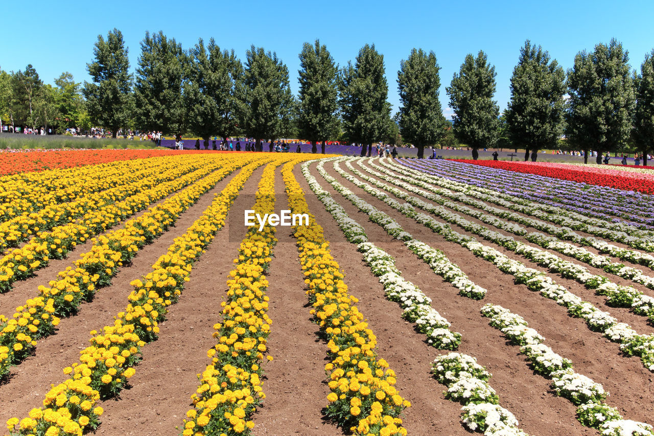 Scenic view of agricultural field in garden