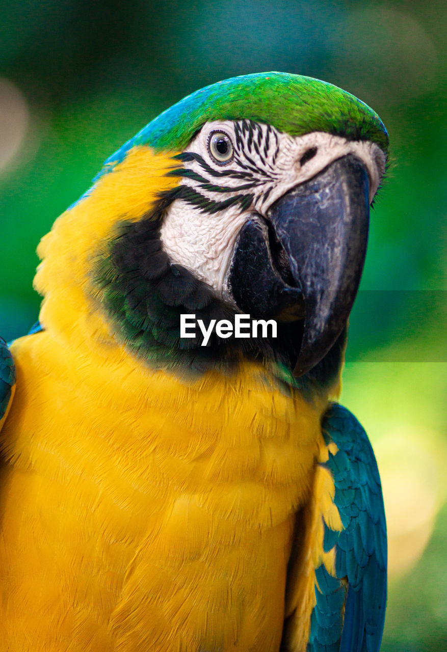 Close-up of a parrot