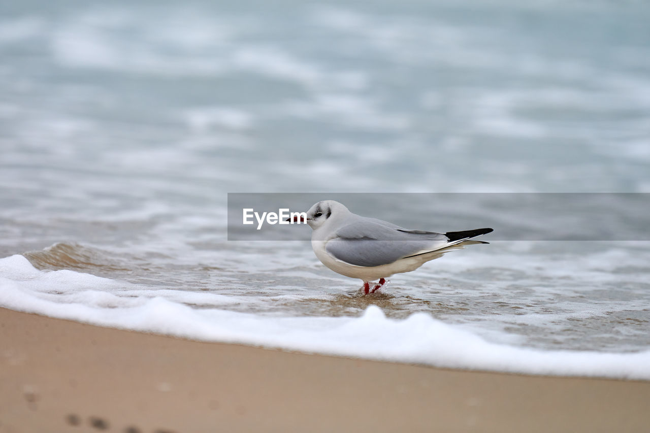 Seagull walking along seashore. black-headed gull, chroicocephalus ridibundus, standing in sea water