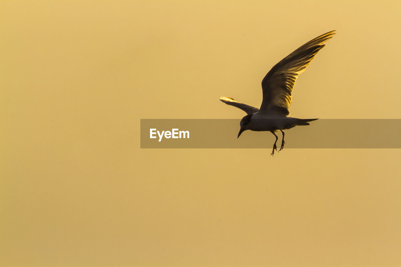 LOW ANGLE VIEW OF SEAGULLS FLYING