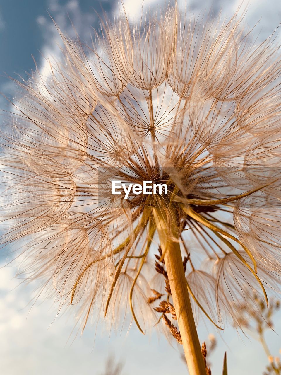 Close-up of wilted plant