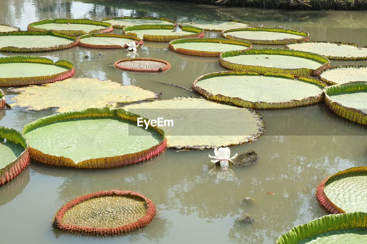 HIGH ANGLE VIEW OF LOTUS WATER LILY