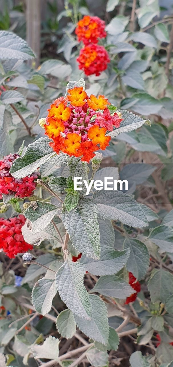 plant, flower, flowering plant, beauty in nature, growth, nature, freshness, plant part, leaf, fragility, day, close-up, no people, outdoors, wildflower, flower head, petal, focus on foreground, inflorescence, red, botany