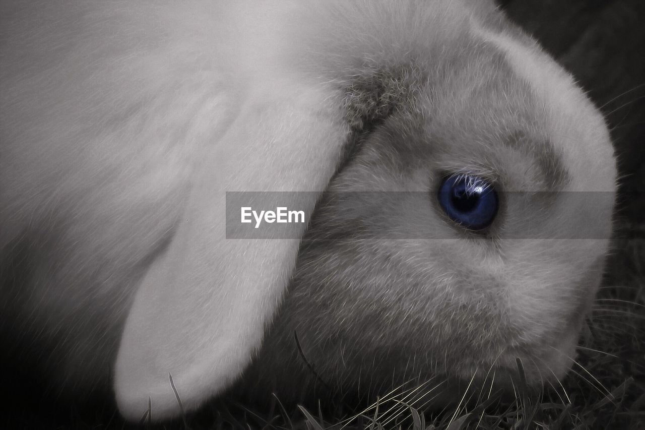 Close-up of rabbit outdoors
