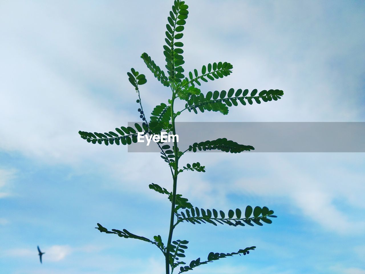 Low angle view of plant against sky