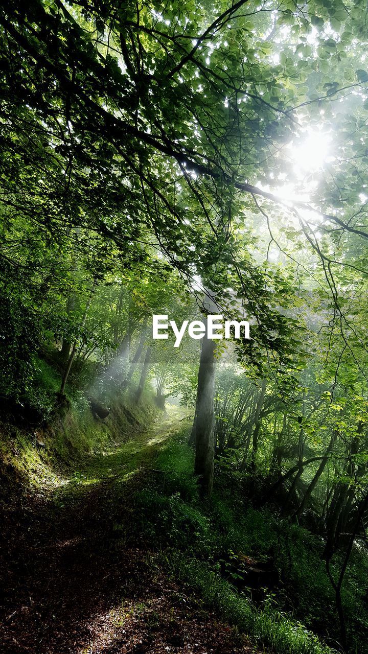 Sunlight streaming through trees in forest