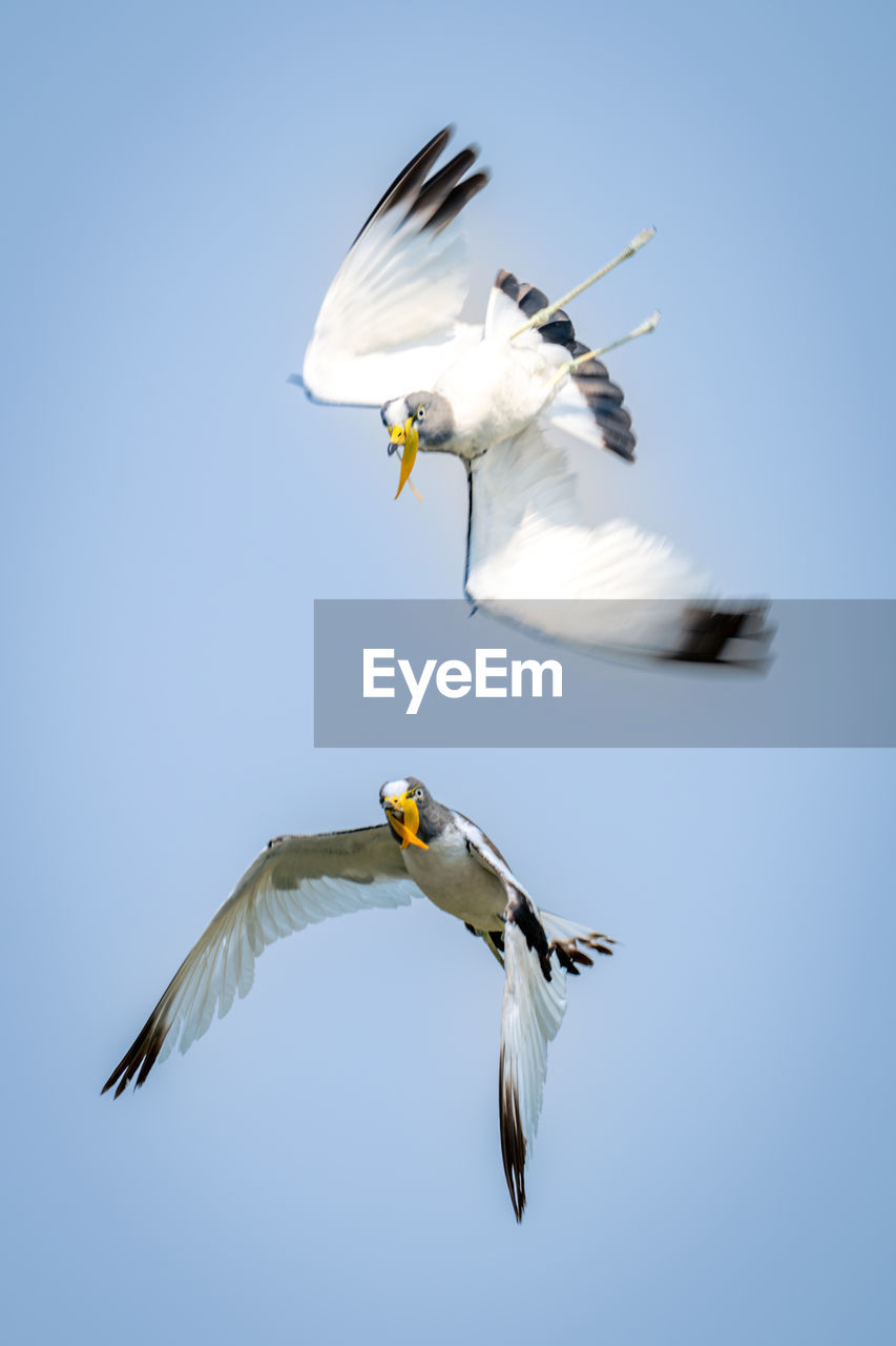 low angle view of seagull flying against clear sky