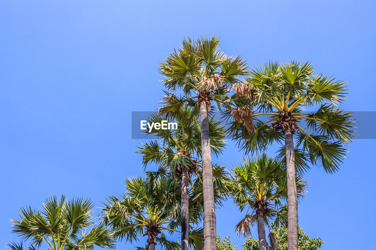 LOW ANGLE VIEW OF PALM TREES AGAINST CLEAR BLUE SKY