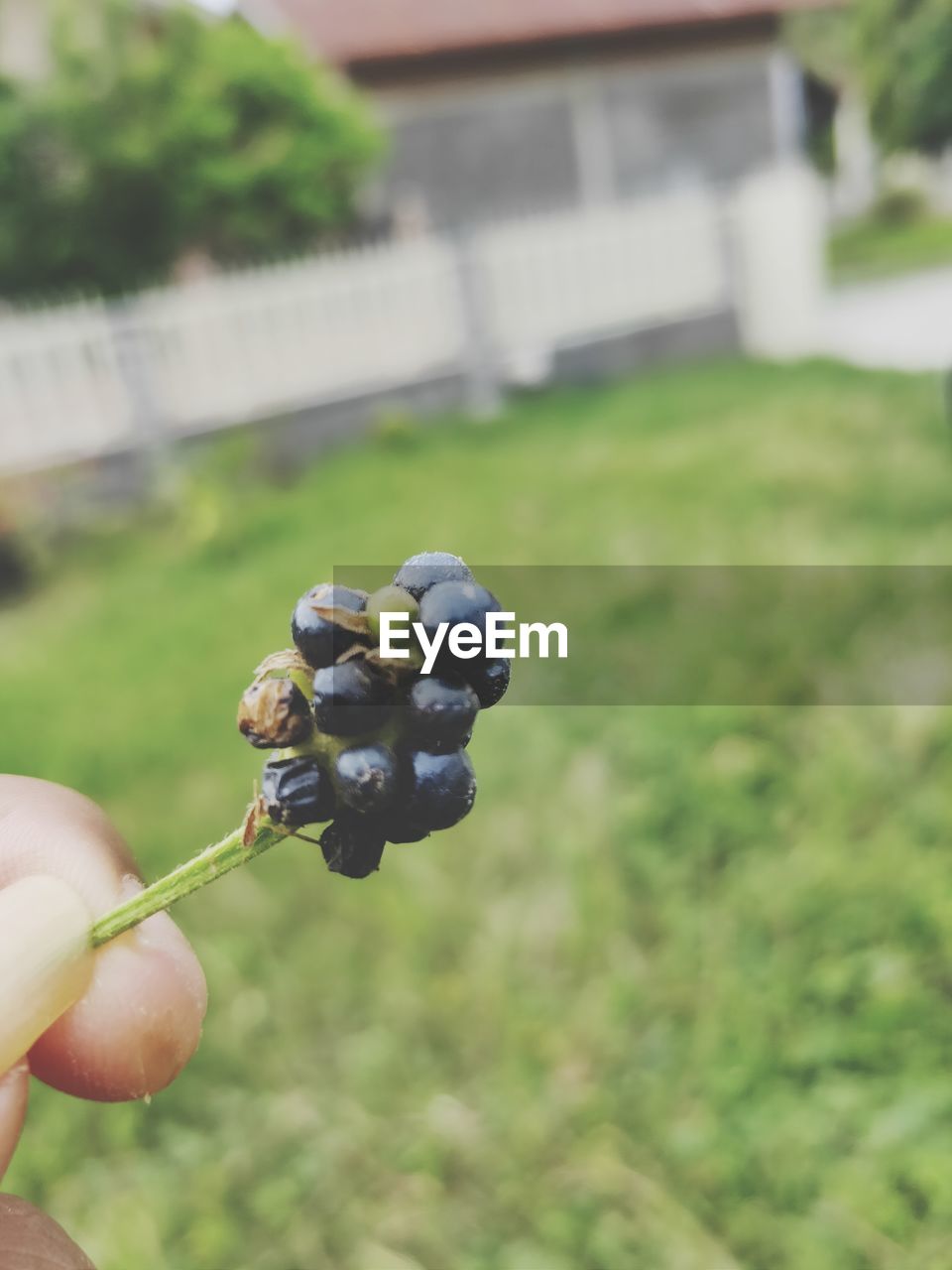 CLOSE-UP OF HAND HOLDING FRESH FRUIT