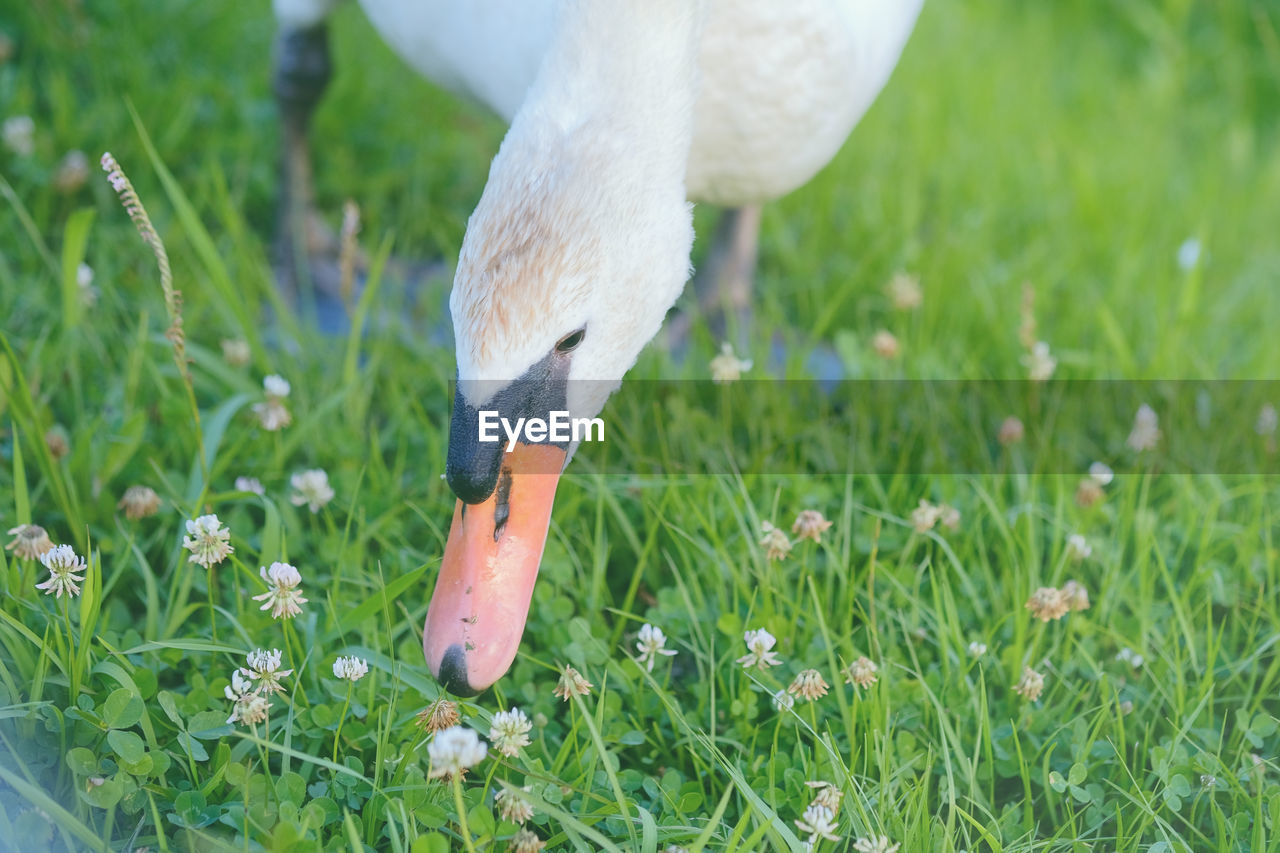 grass, animal, animal themes, plant, bird, one animal, water bird, meadow, flower, lawn, wildlife, green, nature, animal wildlife, beak, animal body part, no people, eating, day, food, field, close-up, outdoors, ducks, geese and swans, land, pasture, white, goose, grass area