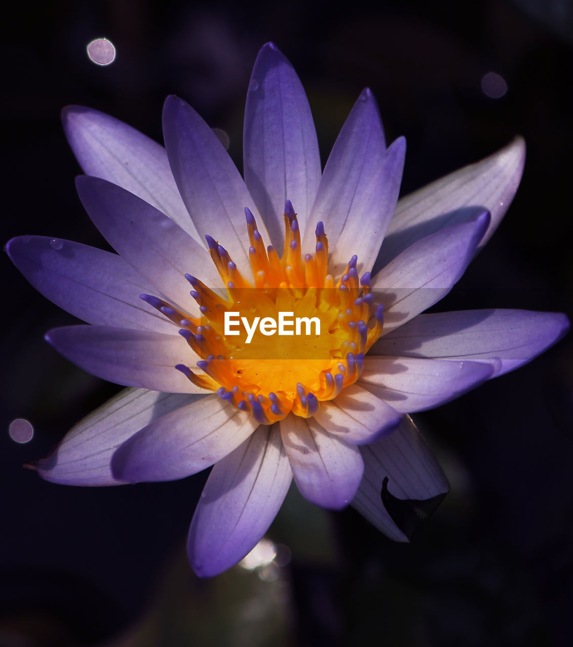 Close-up of purple flower