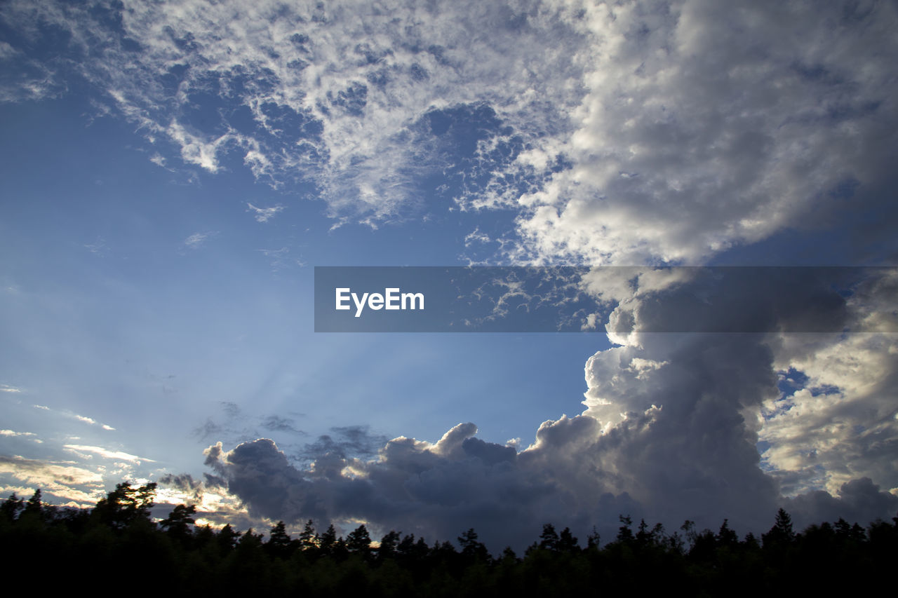 LOW ANGLE VIEW OF TREE AGAINST SKY