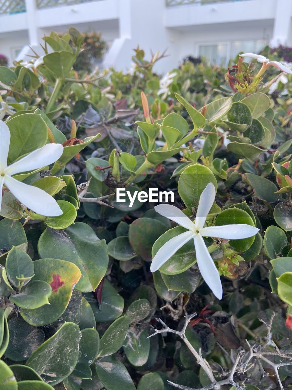 plant, leaf, plant part, growth, nature, flower, green, beauty in nature, no people, day, outdoors, flowering plant, freshness, close-up, succulent plant