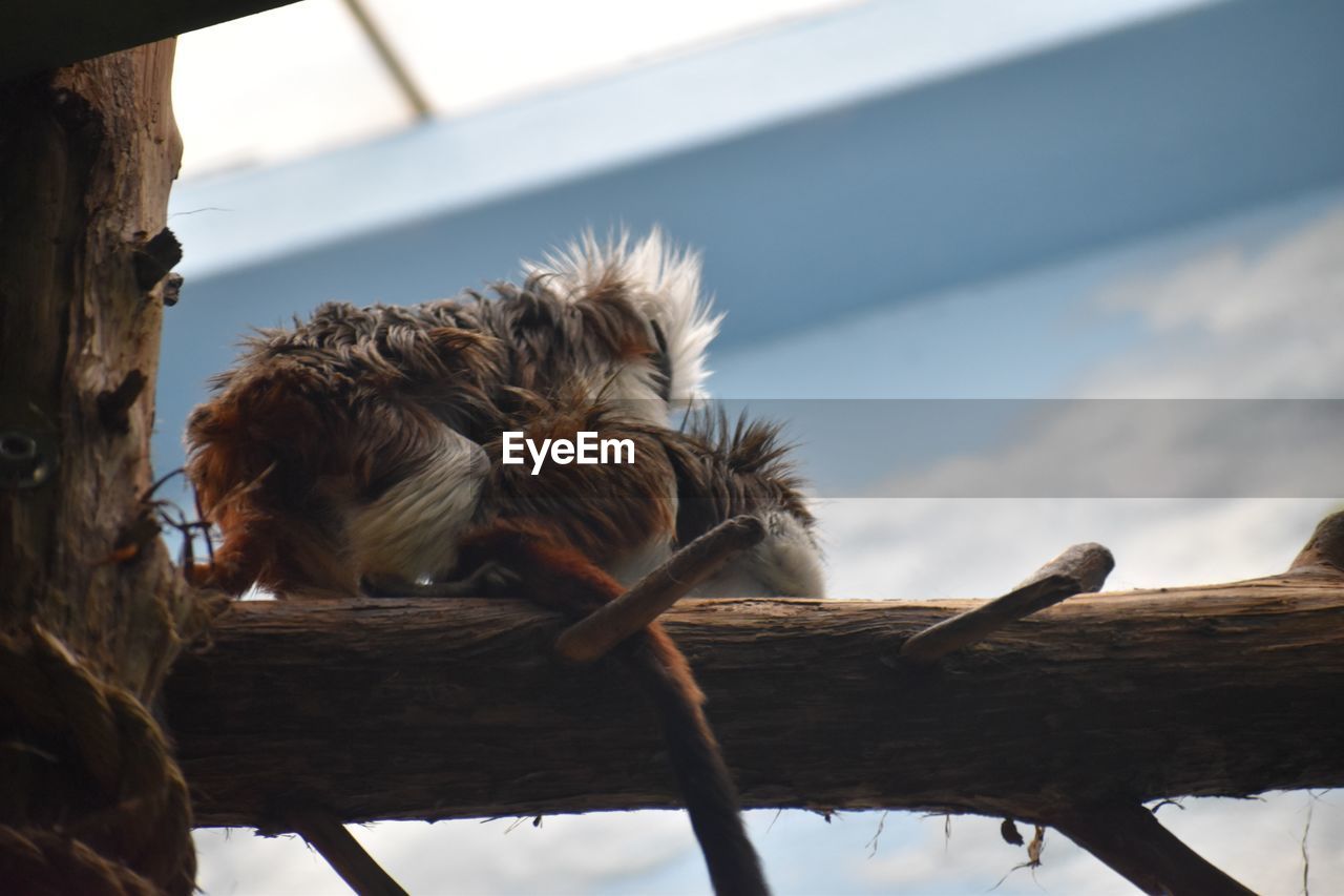 LOW ANGLE VIEW OF BIRDS ON TREE