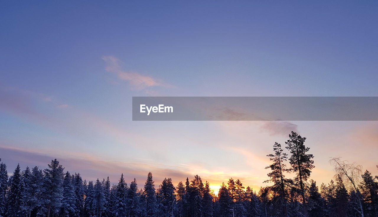 Low angle view of silhouette trees against sky during sunset