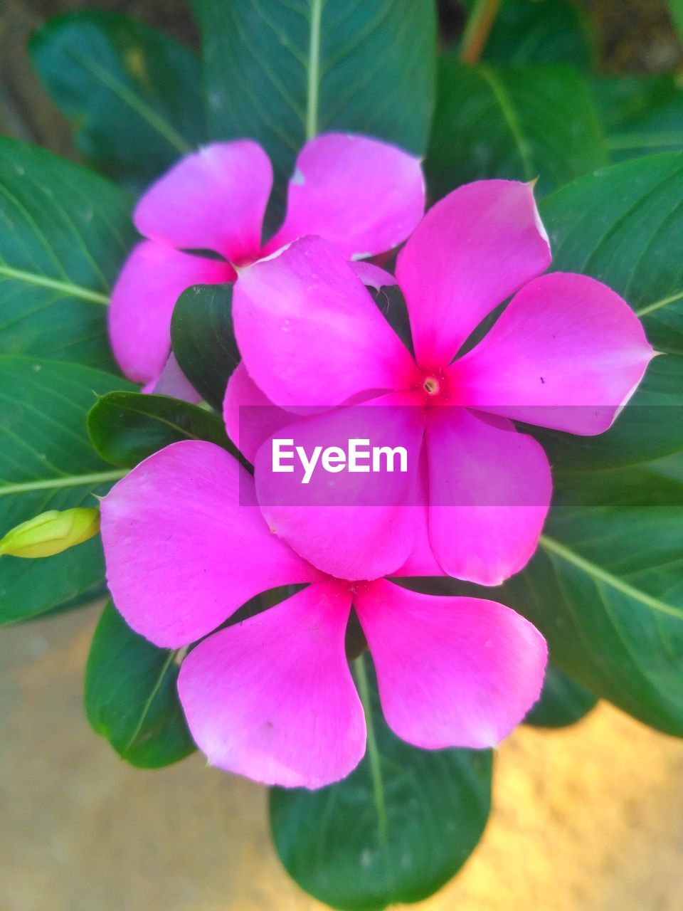 CLOSE-UP OF PINK COSMOS FLOWERS BLOOMING OUTDOORS