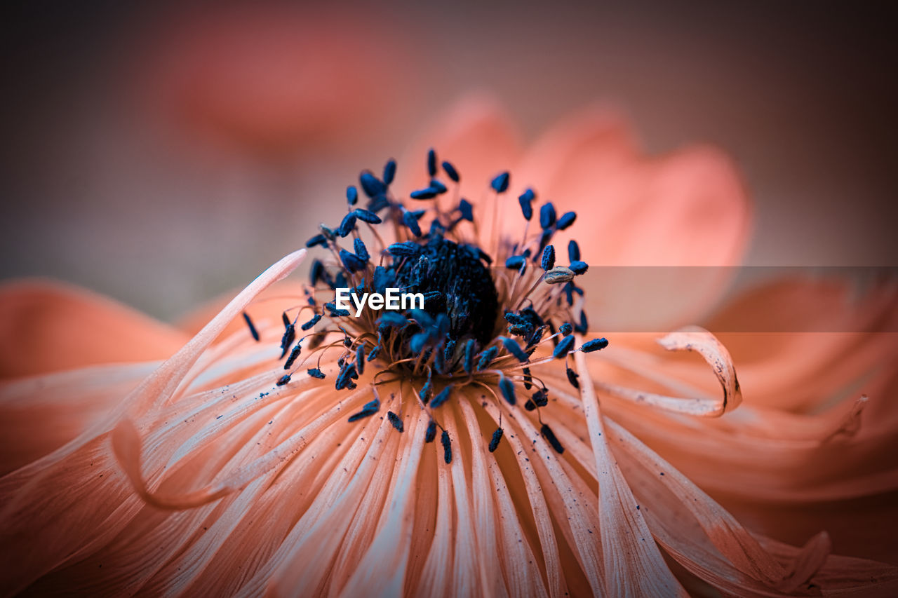 CLOSE-UP OF WILTED FLOWER