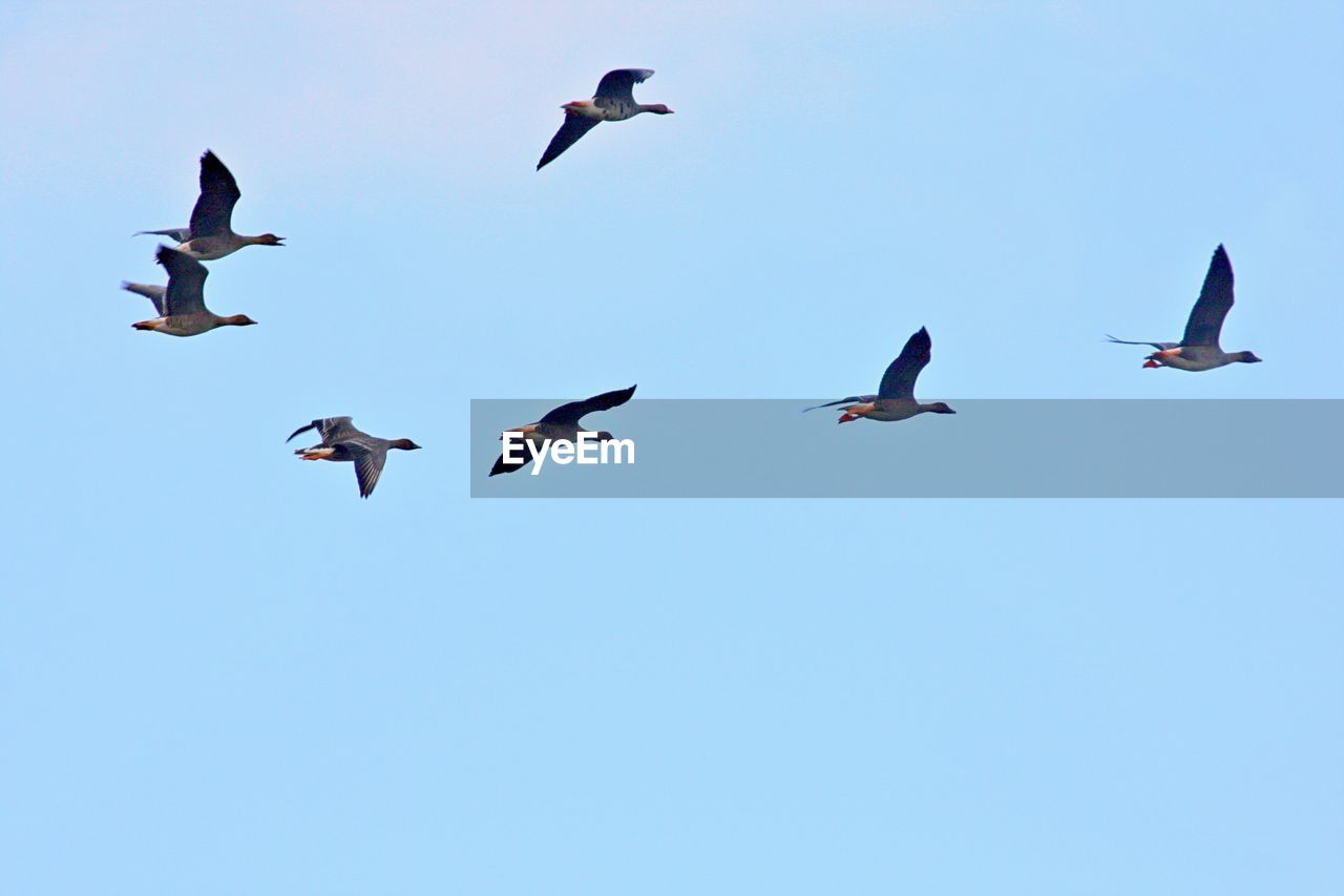 LOW ANGLE VIEW OF BIRDS FLYING AGAINST SKY