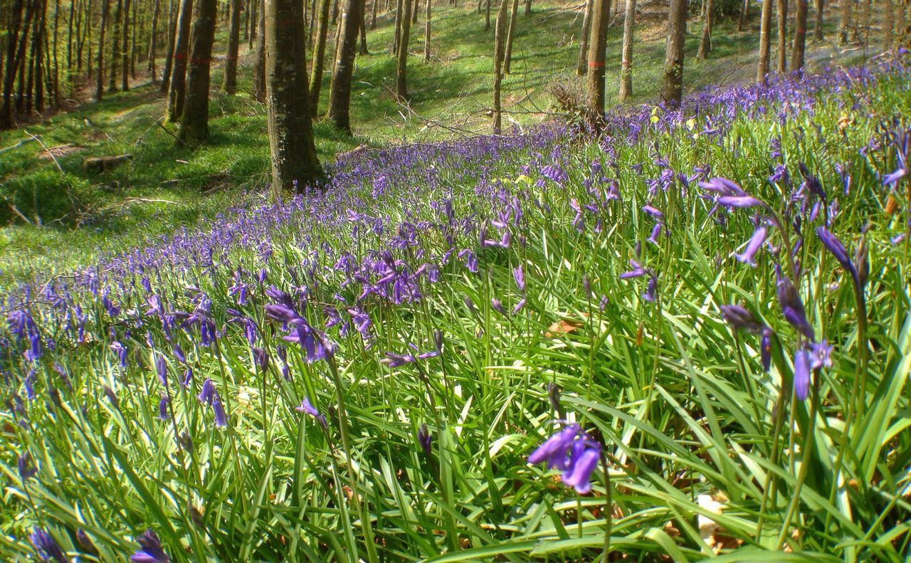 Purple wildflowers in forest