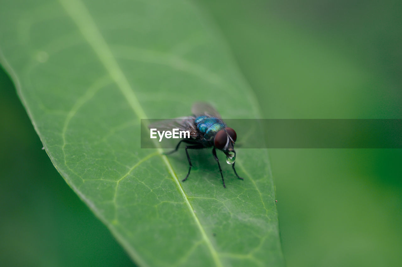 animal, insect, animal themes, green, animal wildlife, plant part, leaf, nature, wildlife, one animal, macro photography, close-up, fly, animal wing, no people, plant, macro, beauty in nature, beetle, outdoors, housefly, day, selective focus, focus on foreground, plant stem, zoology, environment, fragility