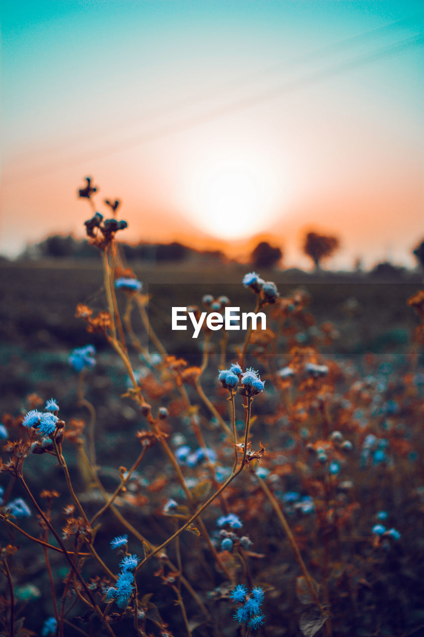 Close-up of flowering plant on field against sky during sunset