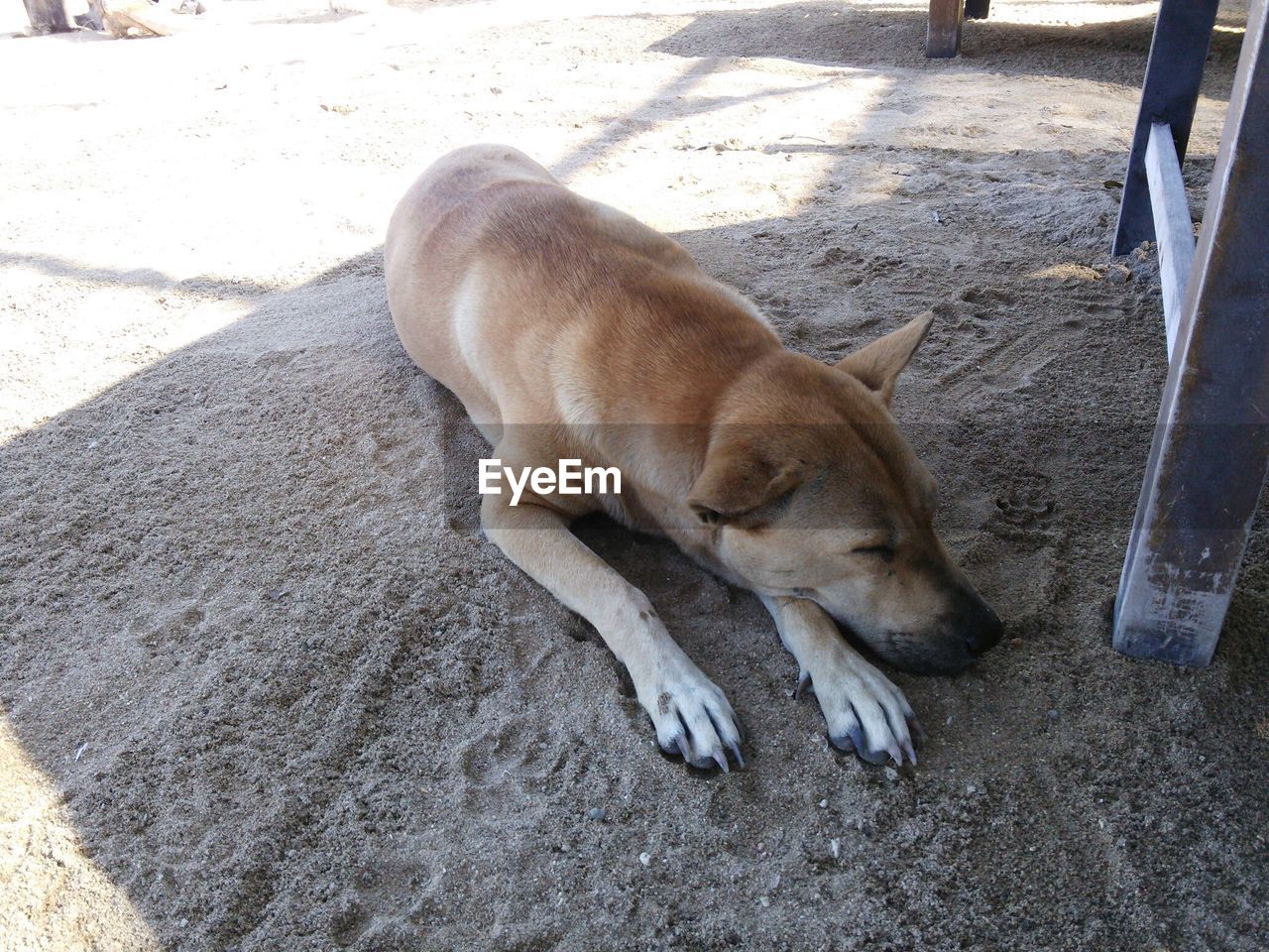 High angle view of dog resting on shadow