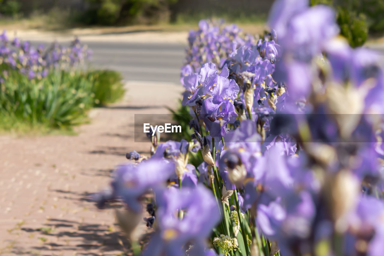 flower, flowering plant, plant, purple, beauty in nature, lavender, freshness, nature, selective focus, growth, fragility, no people, close-up, land, sunlight, field, outdoors, summer, wildflower, environment, animal themes, food, flowerbed, animal, blossom, day, scented, springtime, landscape, flower head, lilac, botany, food and drink, meadow, agriculture, animal wildlife, grass