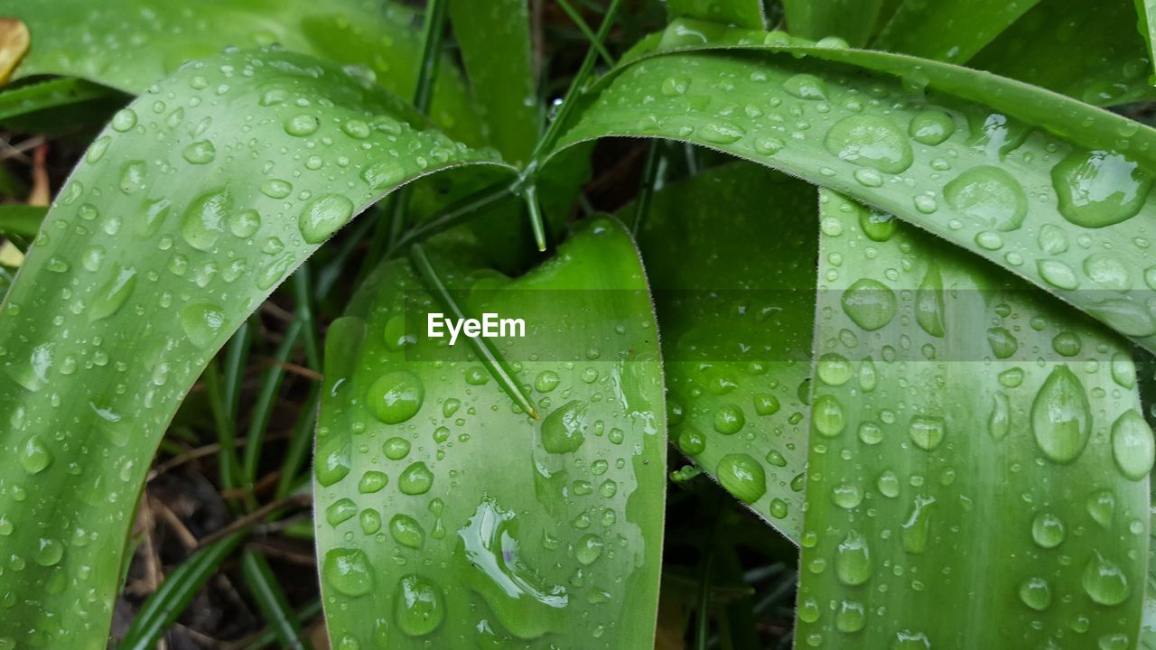 Close-up of raindrops on green leaves during rainy season