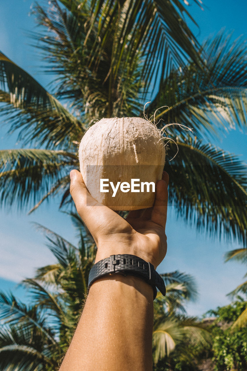 Cropped hand of man having coconut water against palm trees