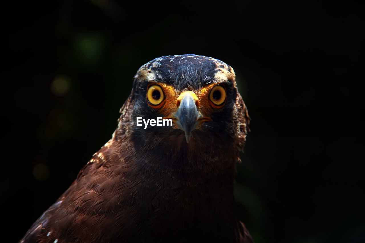 Close-up portrait of eagle