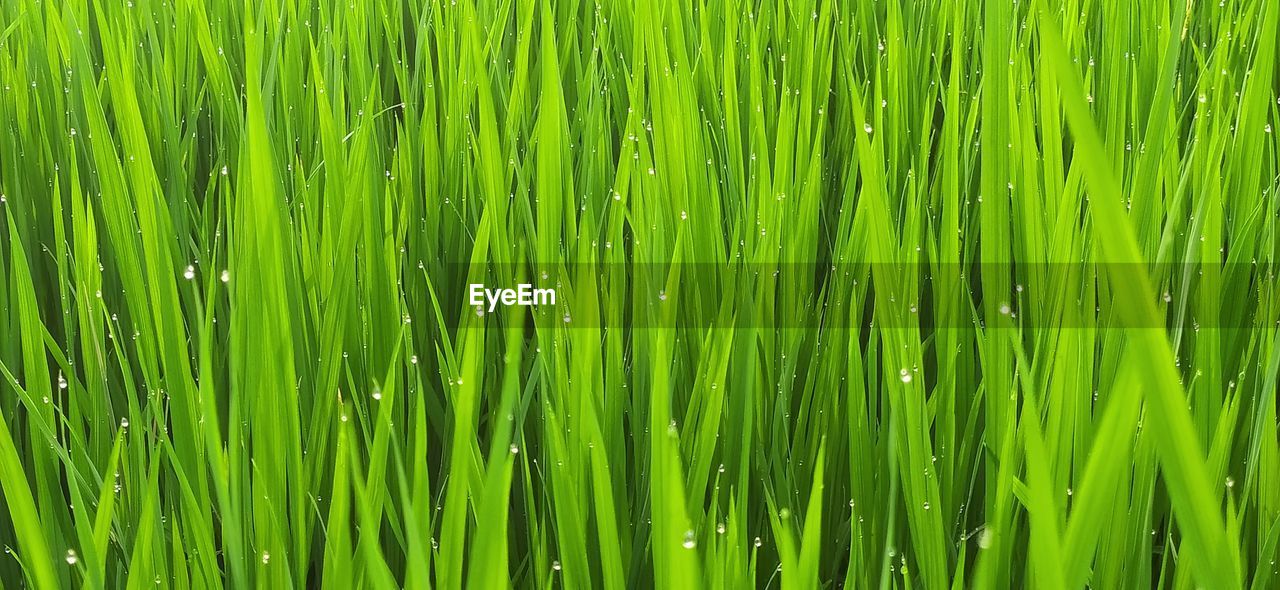 Full frame shot of grass on field