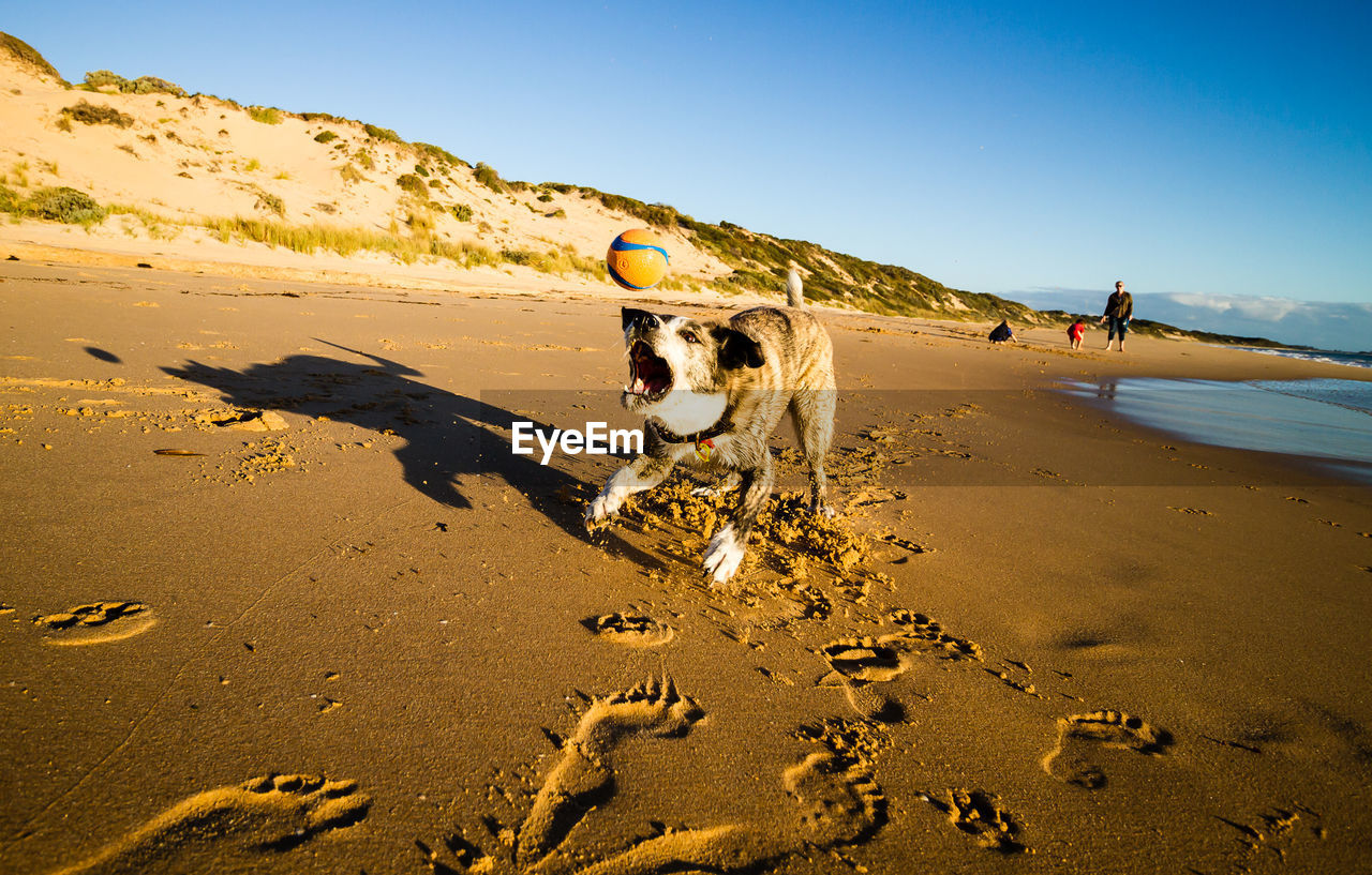 DOG ON SAND AT BEACH AGAINST CLEAR SKY