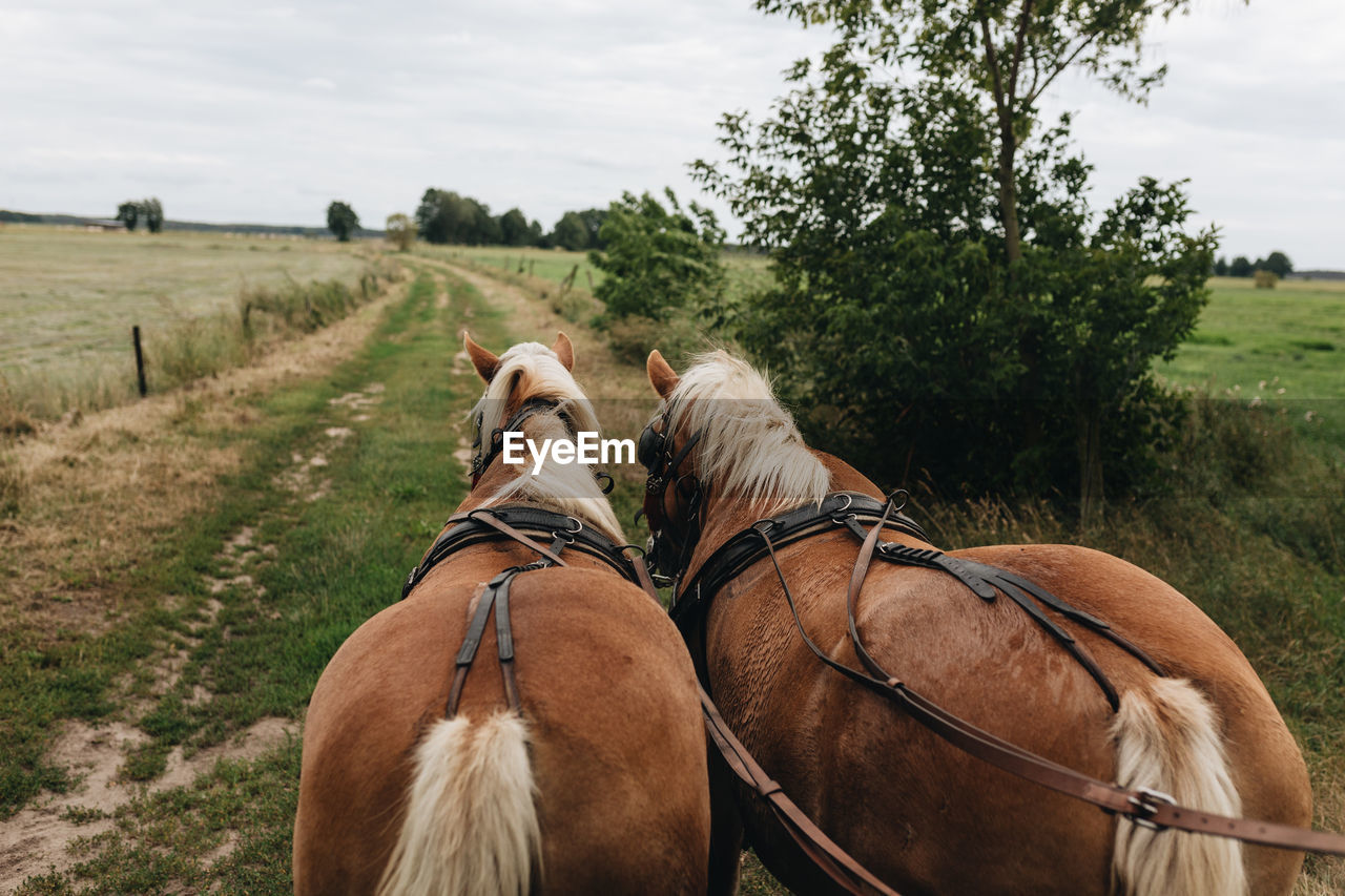 REAR VIEW OF TWO HORSE ON FIELD