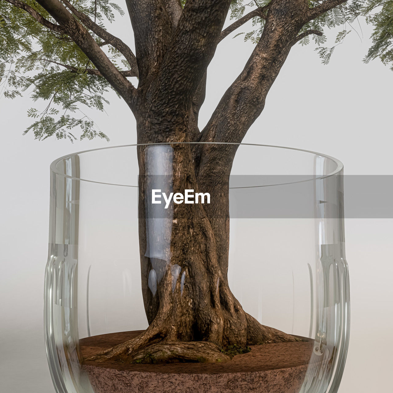 tree, plant, nature, food and drink, household equipment, no people, houseplant, food, tree trunk, glass, drinking glass, indoors, trunk, drink, growth, table, water