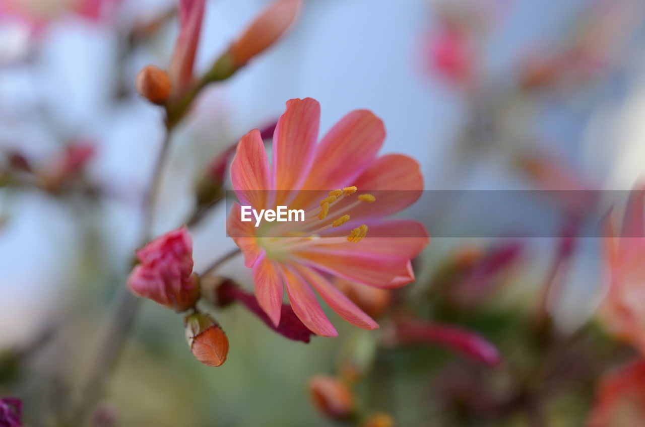 Close-up of pink flowers