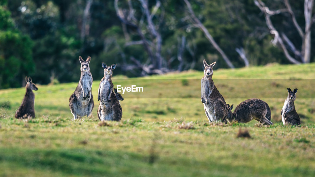 Kangaroos on field