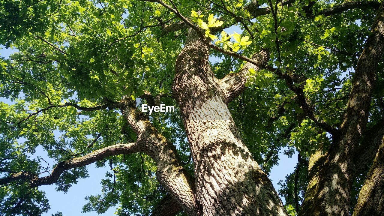 LOW ANGLE VIEW OF TREE AGAINST SKY