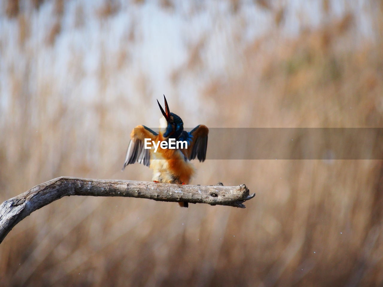 Close-up of bird perching outdoors