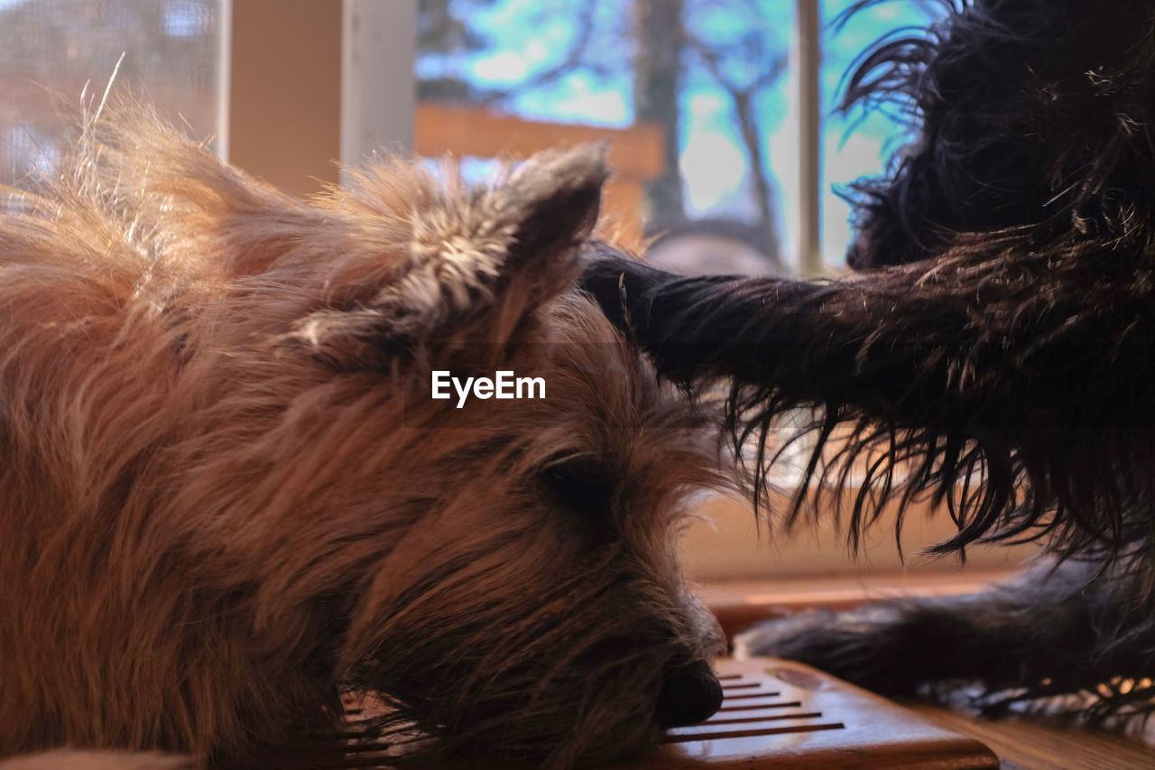 CLOSE-UP OF DOG IN BLANKET