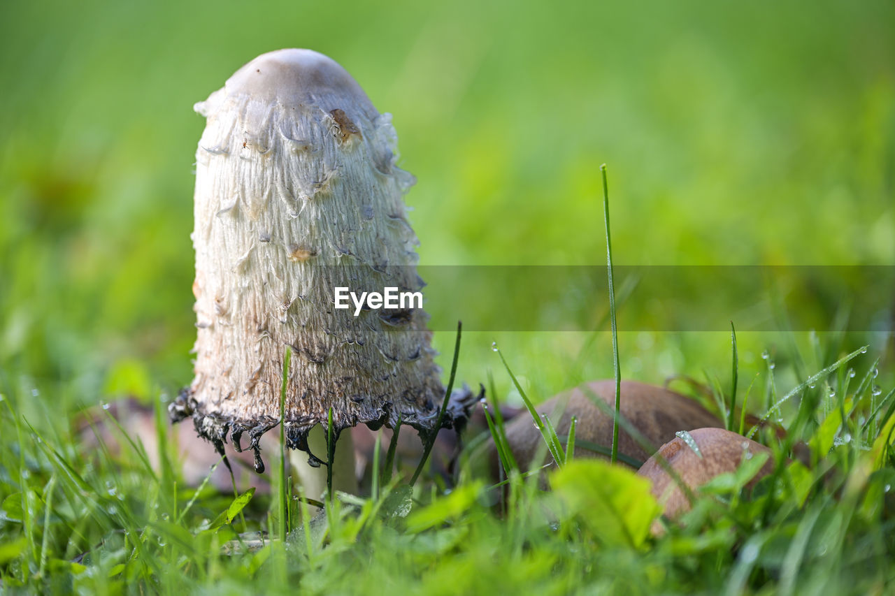 grass, nature, plant, lawn, macro photography, close-up, green, fungus, animal, mushroom, animal themes, no people, land, animal wildlife, selective focus, outdoors, wildlife, meadow, field, vegetable, day, food, one animal, environment, insect, natural environment, tree