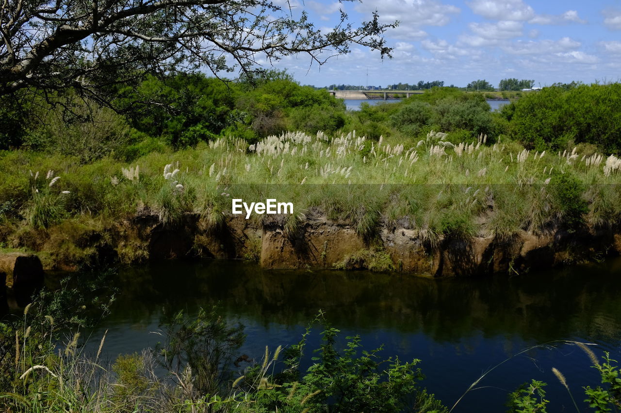 SCENIC VIEW OF LAKE AMIDST TREES IN FOREST