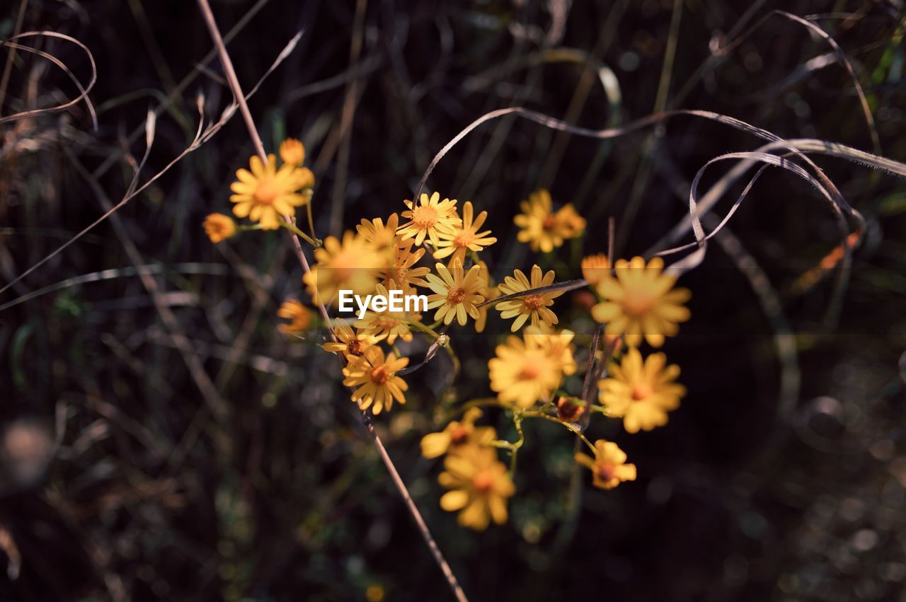 CLOSE-UP OF YELLOW FLOWERING PLANT ON LAND