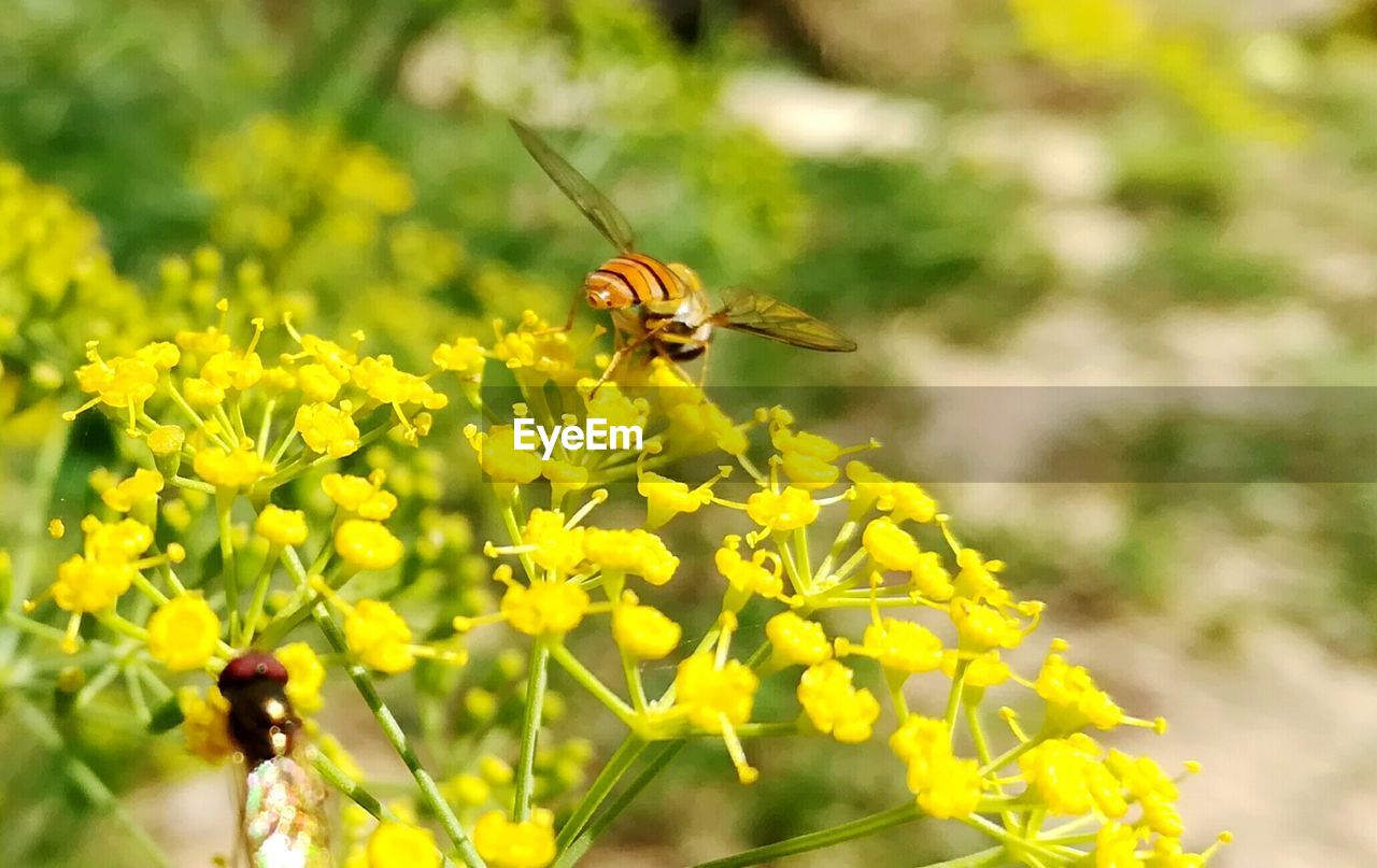 CLOSE-UP OF BEE ON YELLOW FLOWERS