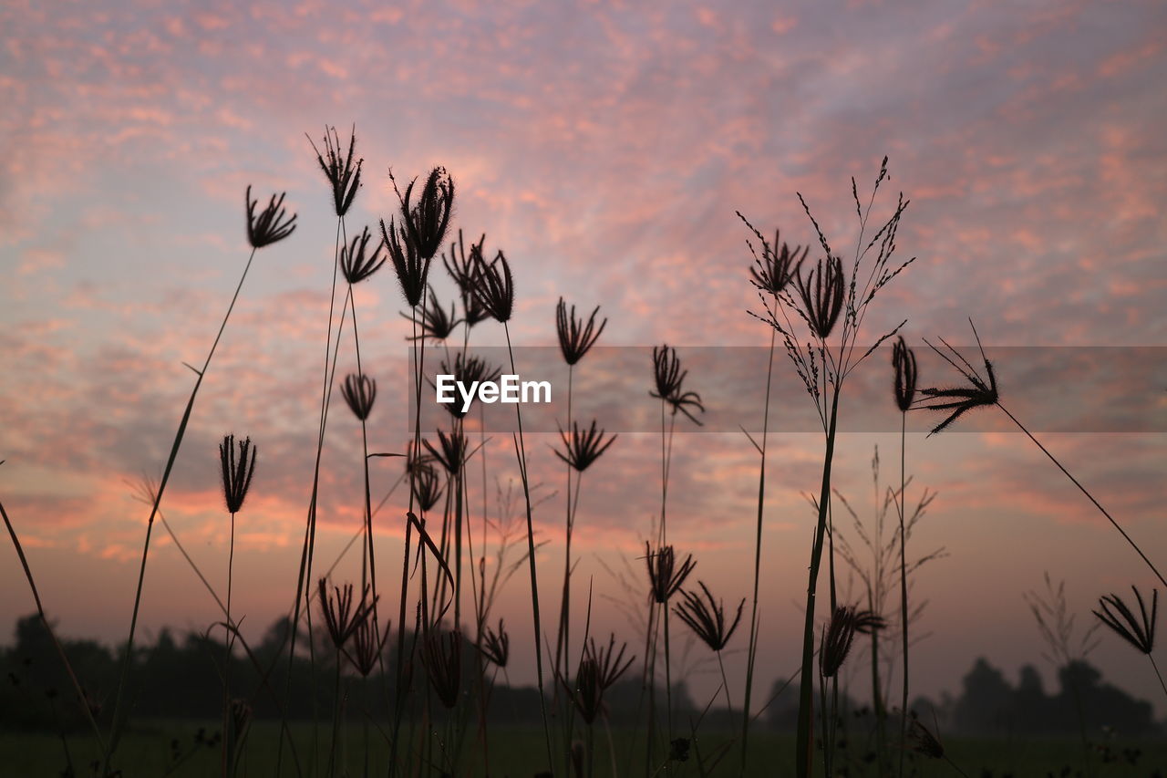 sky, sunset, plant, nature, beauty in nature, cloud, prairie, field, landscape, grass, tranquility, scenics - nature, no people, land, growth, environment, silhouette, outdoors, dusk, flower, tranquil scene, dramatic sky, twilight, rural scene, non-urban scene, agriculture, sun, crop, flowering plant, sunlight, evening, cereal plant, orange color, food, horizon, idyllic, multi colored