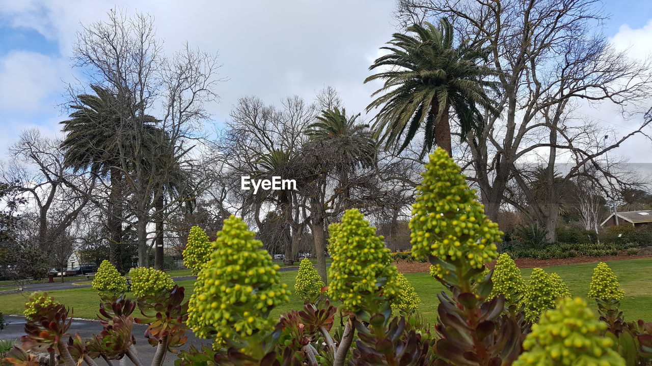 PALM TREES AND PLANTS GROWING ON FIELD