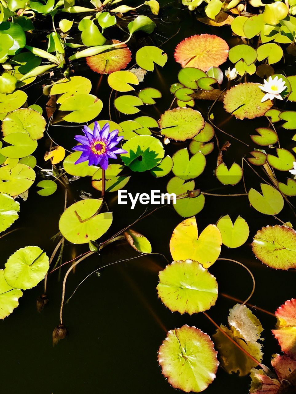 HIGH ANGLE VIEW OF LOTUS WATER LILY IN POND
