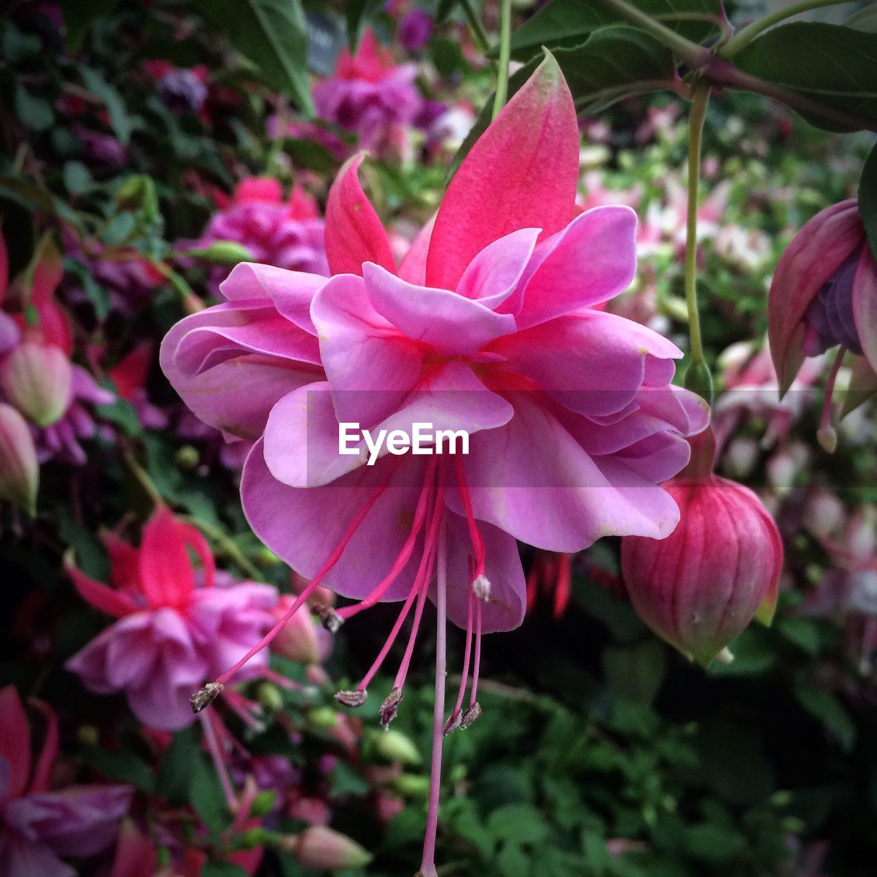 CLOSE-UP OF PINK FLOWERS BLOOMING