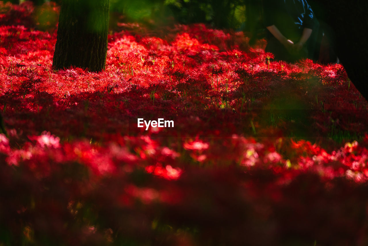 red, plant, leaf, nature, autumn, flower, beauty in nature, tree, light, no people, outdoors, sunlight, flowering plant, land, selective focus, freshness, plant part